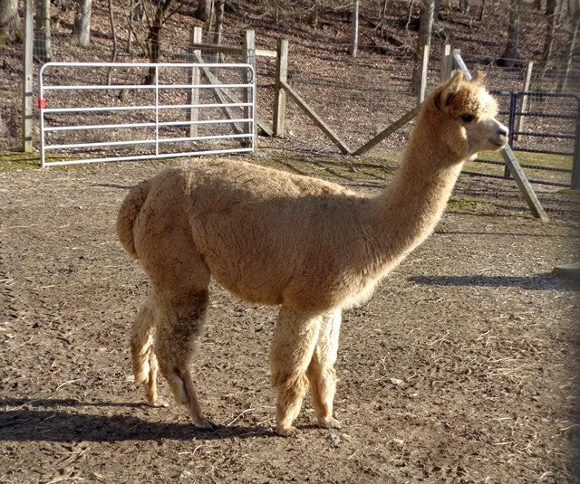 100% Alpaca Sport Weight - Lucy