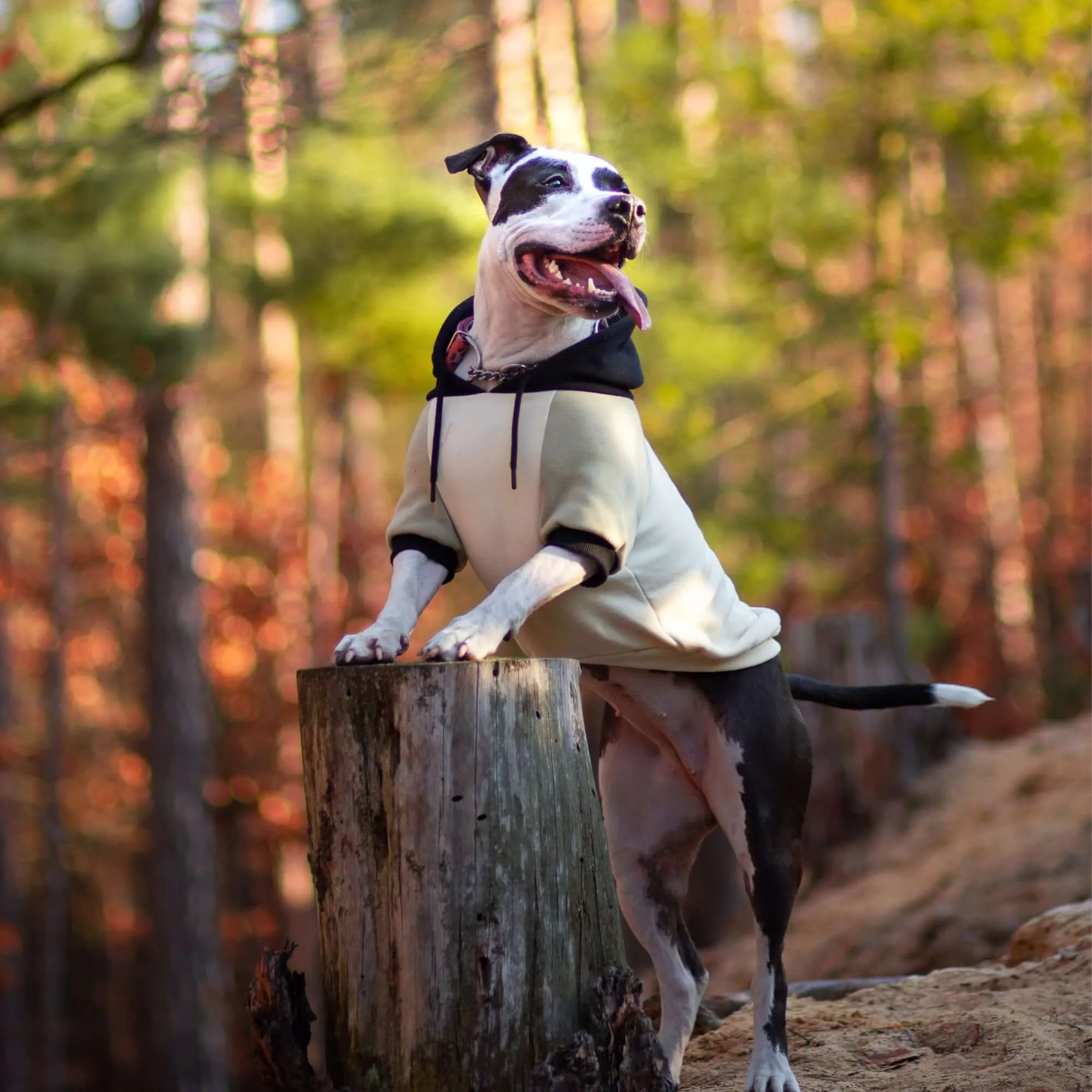 Color Block Dog Hoodies