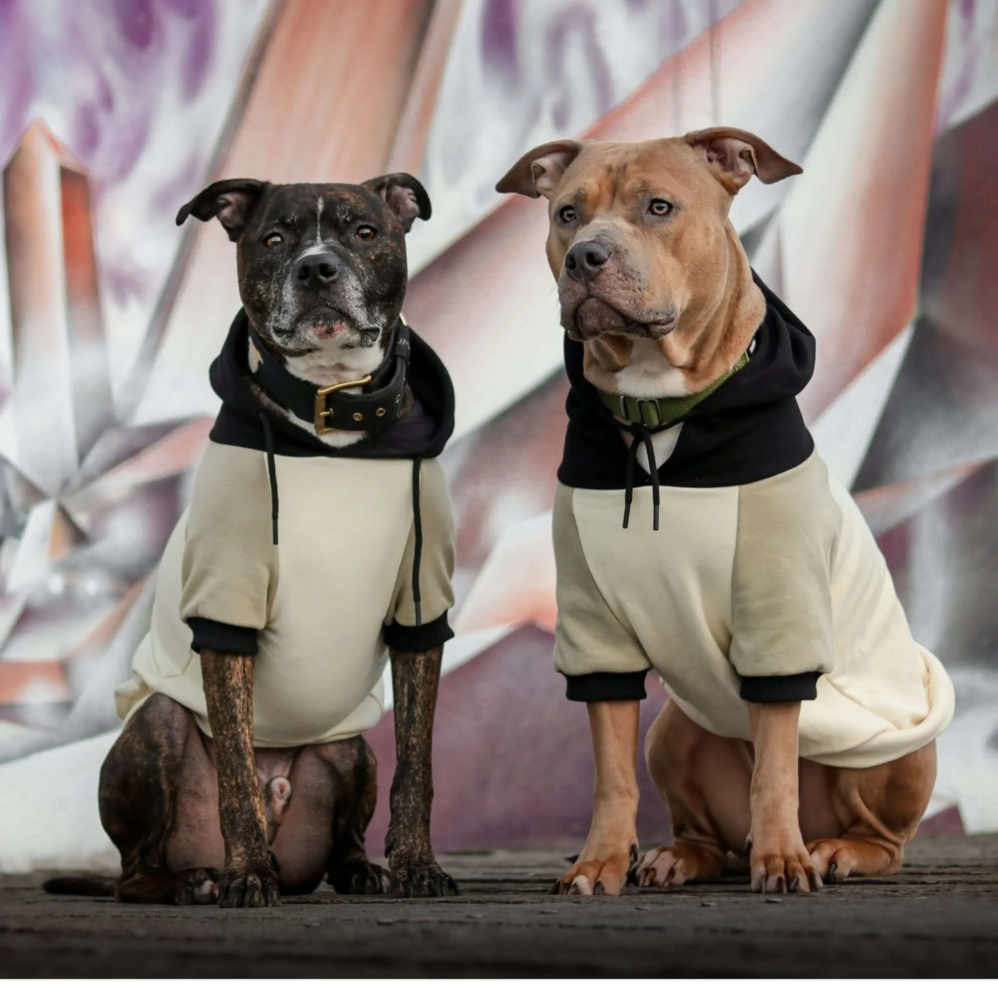 Color Block Dog Hoodies