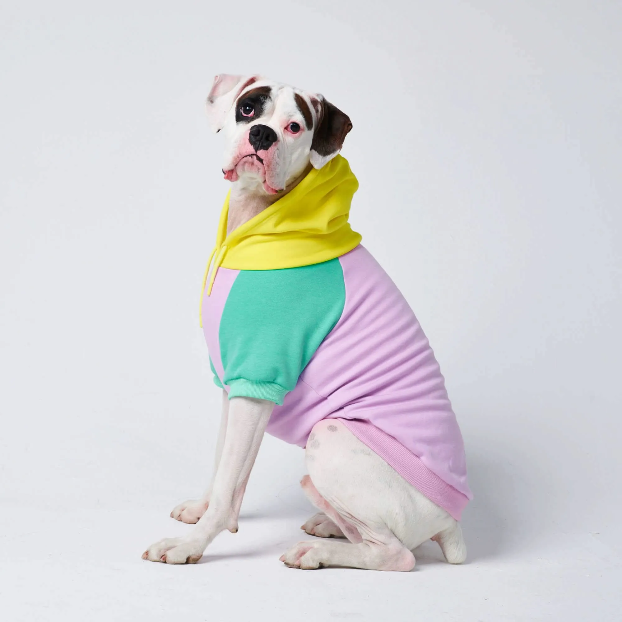 Color Block Dog Hoodies