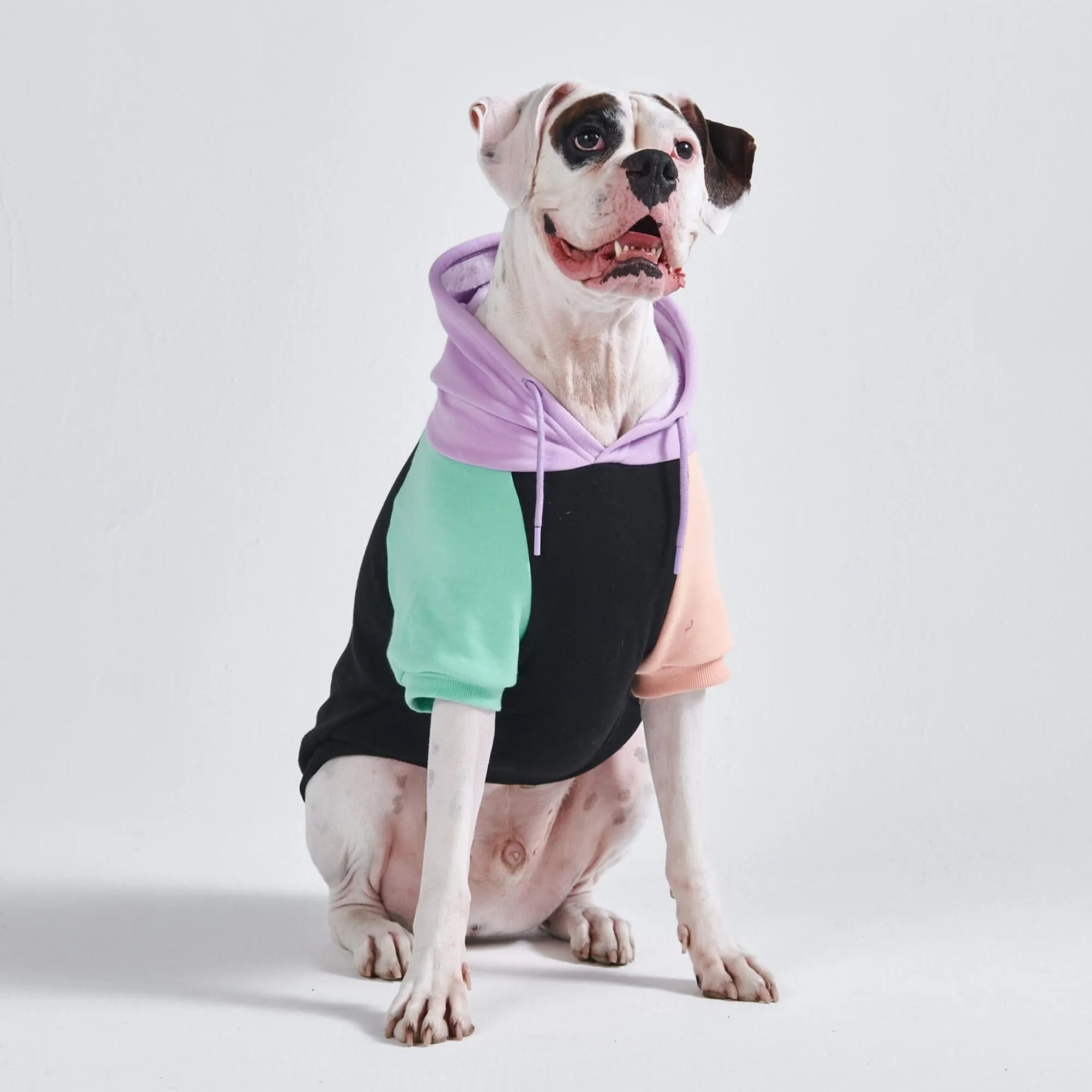 Color Block Dog Hoodies